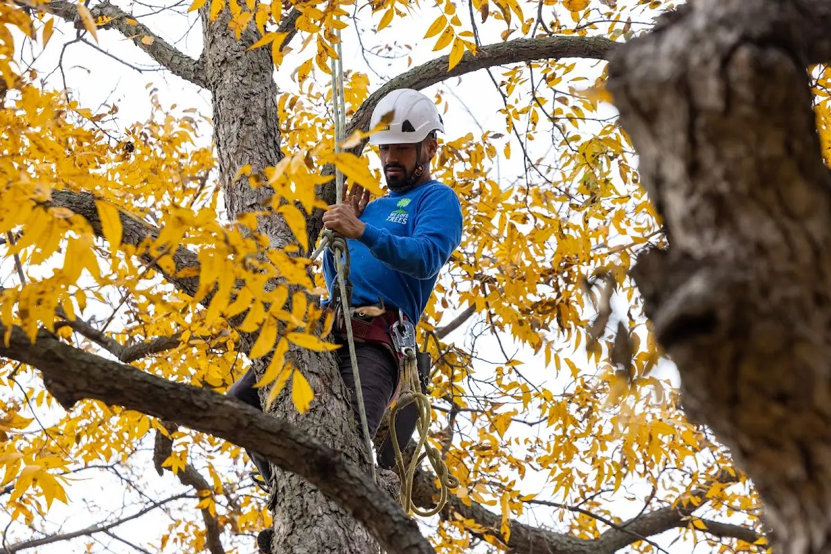 Skilled Tree Transplanting crew working in Tipton